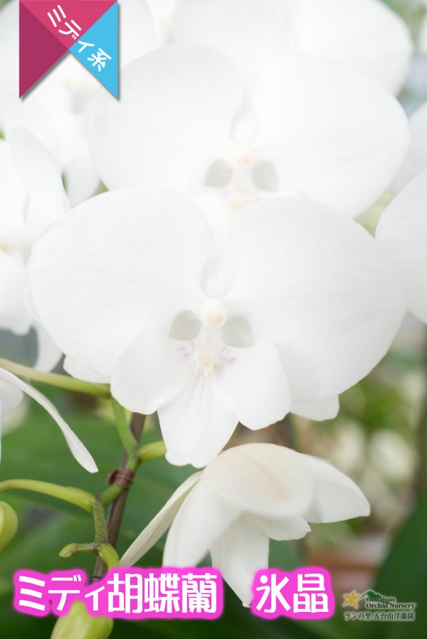 画像3: 【純白・ビッグリップ系ミディ胡蝶蘭】ミディ胡蝶蘭　氷晶２本立て (3)