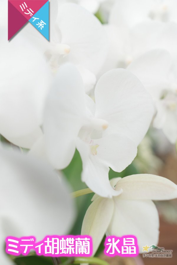 画像4: 【純白・ビッグリップ系ミディ胡蝶蘭】ミディ胡蝶蘭　氷晶２本立て (4)