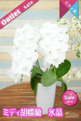洋蘭専門店 ランの里 五台山洋蘭園胡蝶蘭（Phalaenopsis）交配種
