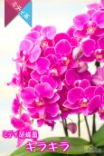 画像3: 【濃厚な葡萄色が魅力のミディ胡蝶蘭】ミディ胡蝶蘭　キラキラ２本立て（トリカラー陶器鉢植え） (3)
