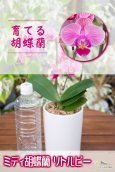 画像2: 【育てる胡蝶蘭♪】【オレンジグレープフルーツの様な色彩のミディ胡蝶蘭】ミディ胡蝶蘭リトルビー (2)