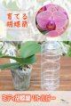 【育てる胡蝶蘭♪】次年度開花予定株になります。