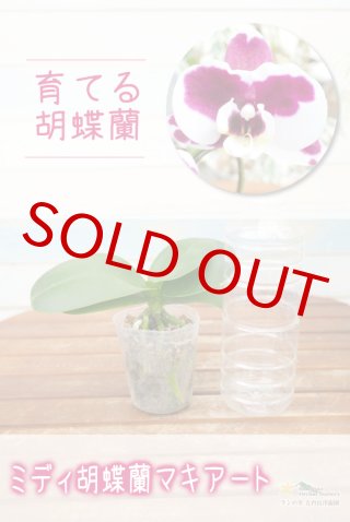 洋蘭専門店 ランの里 五台山洋蘭園胡蝶蘭（Phalaenopsis）交配種