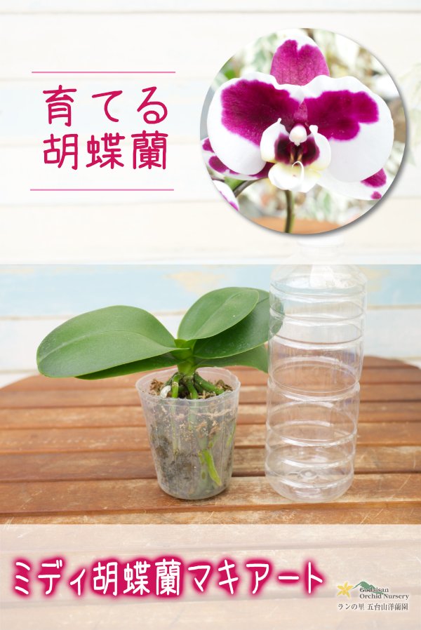 画像1: 【育てる胡蝶蘭♪】【アートのような斑点模様♫白×レーズンカラーの胡蝶蘭】ミディ胡蝶蘭マキアート (1)