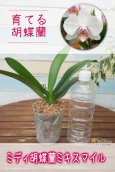 画像1: 【育てる胡蝶蘭♪】【ほんのりやさしいピンクが入ったミディ胡蝶蘭】ミディ胡蝶蘭 ミキスマイル (1)