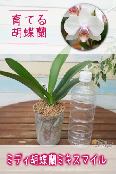画像1: 【育てる胡蝶蘭♪】【ほんのりやさしいピンクが入ったミディ胡蝶蘭】ミディ胡蝶蘭 ミキスマイル