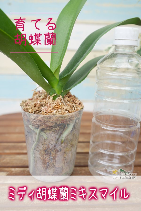 画像2: 【育てる胡蝶蘭♪】【ほんのりやさしいピンクが入ったミディ胡蝶蘭】ミディ胡蝶蘭 ミキスマイル (2)