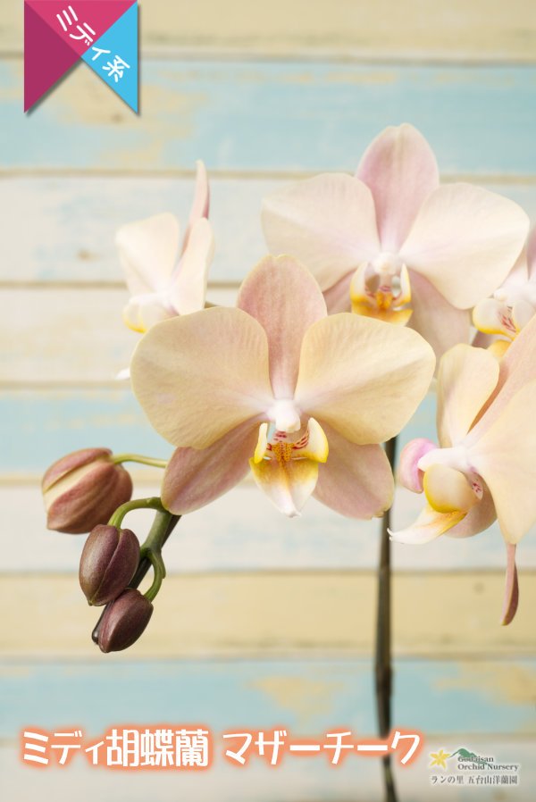 画像5: 【ミディ胡蝶蘭】アンティークな色彩のマザーチーク　２本立て (5)