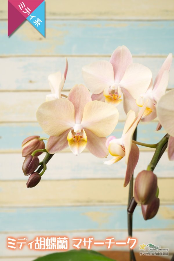 画像4: 【ミディ胡蝶蘭】アンティークな色彩のマザーチーク　２本立て (4)