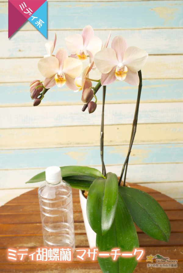 画像6: 【ミディ胡蝶蘭】アンティークな色彩のマザーチーク　２本立て (6)