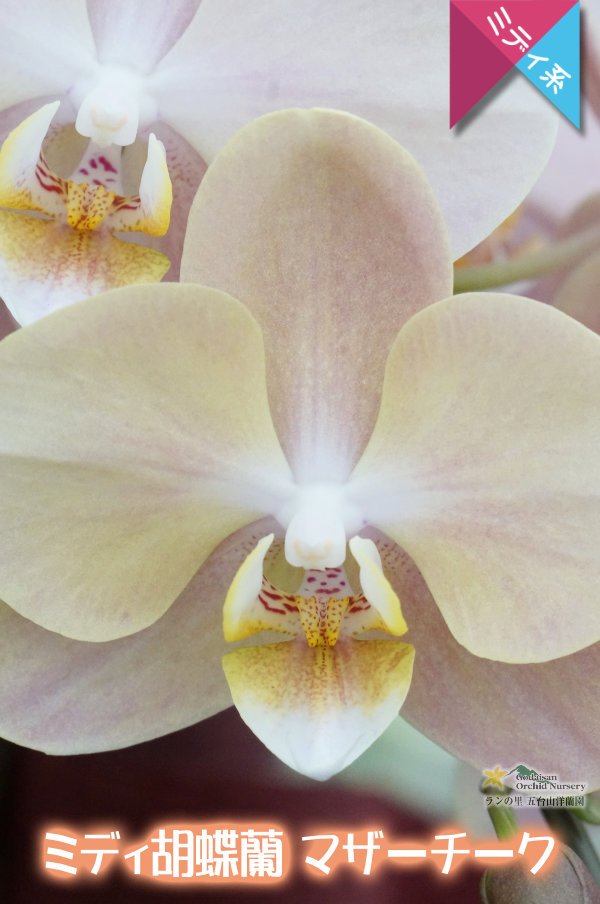 画像3: 【ミディ胡蝶蘭】アンティークな色彩のマザーチーク　２本立て (3)