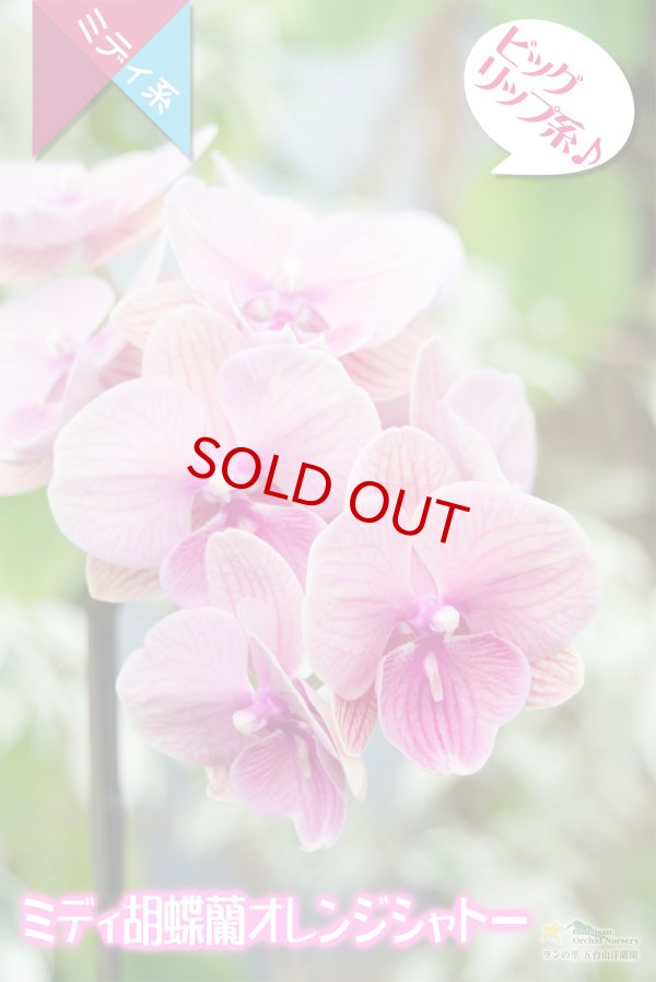 画像2: 【育てる胡蝶蘭♪】【サーモンピンクよりのオレンジ色・ビッグリップ系ミディ胡蝶蘭】(交配種)ミディ胡蝶蘭オレンジシャトー (2)
