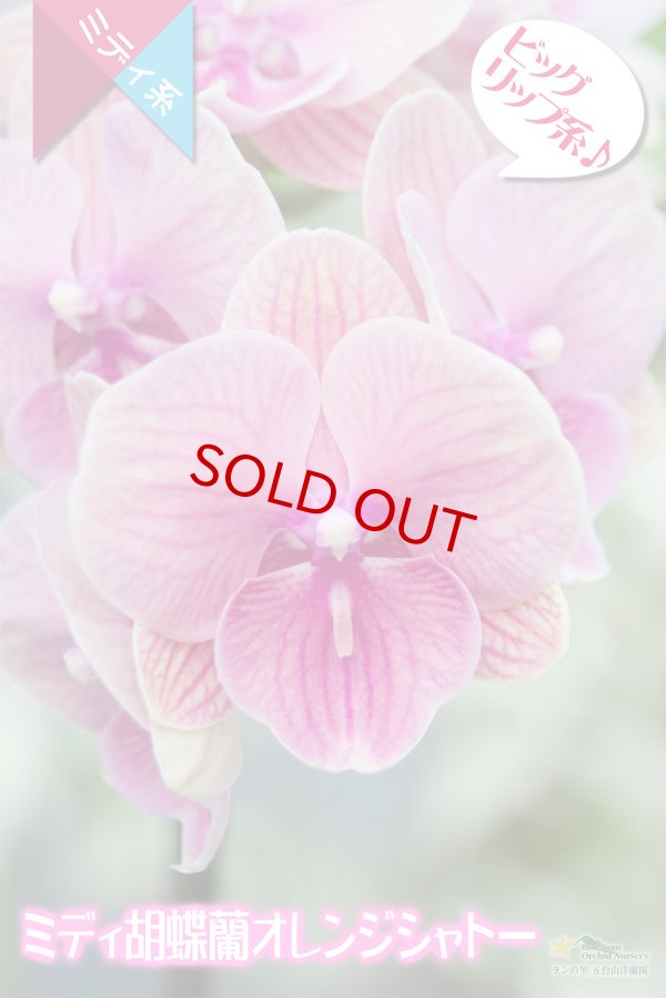 画像3: 【育てる胡蝶蘭♪】【サーモンピンクよりのオレンジ色・ビッグリップ系ミディ胡蝶蘭】(交配種)ミディ胡蝶蘭オレンジシャトー (3)