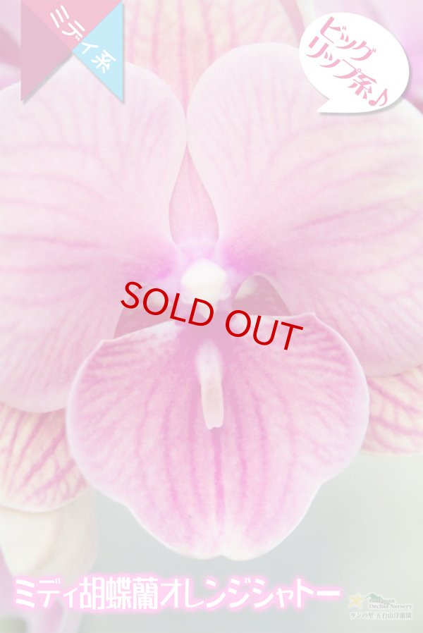 画像4: 【育てる胡蝶蘭♪】【サーモンピンクよりのオレンジ色・ビッグリップ系ミディ胡蝶蘭】(交配種)ミディ胡蝶蘭オレンジシャトー (4)