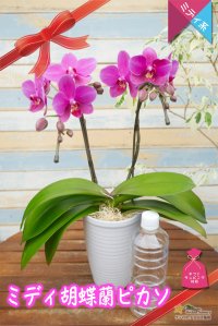 画像1: 【ホットカラーが魅力的♪なミディ胡蝶蘭】（交配種）ミディ胡蝶蘭 ピカソ