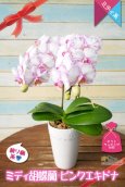 画像1: 【日本的な和柄テイスト♫】ミディ胡蝶蘭ピンクエキドナ（２本立て） (1)