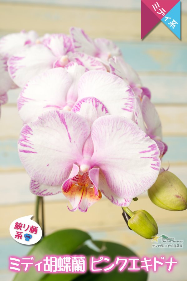 画像3: 【日本的な和柄テイスト♫】ミディ胡蝶蘭ピンクエキドナ（２本立て） (3)