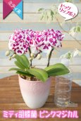 画像6: 【白×レーズンカラー♪ 芸術作品のような花柄のミディ胡蝶蘭】ミディ胡蝶蘭ピンクマジカル２本立て (6)