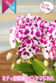 画像4: 【白×レーズンカラー♪ 芸術作品のような花柄のミディ胡蝶蘭】ミディ胡蝶蘭ピンクマジカル２本立て (4)