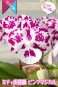 画像3: 【白×レーズンカラー♪ 芸術作品のような花柄のミディ胡蝶蘭】ミディ胡蝶蘭ピンクマジカル２本立て (3)