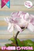 画像5: 【白×レーズンカラー♪ 芸術作品のような花柄のミディ胡蝶蘭】ミディ胡蝶蘭ピンクマジカル２本立て (5)