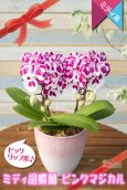 画像1: 【白×レーズンカラー♪ 芸術作品のような花柄のミディ胡蝶蘭】ミディ胡蝶蘭ピンクマジカル２本立て (1)