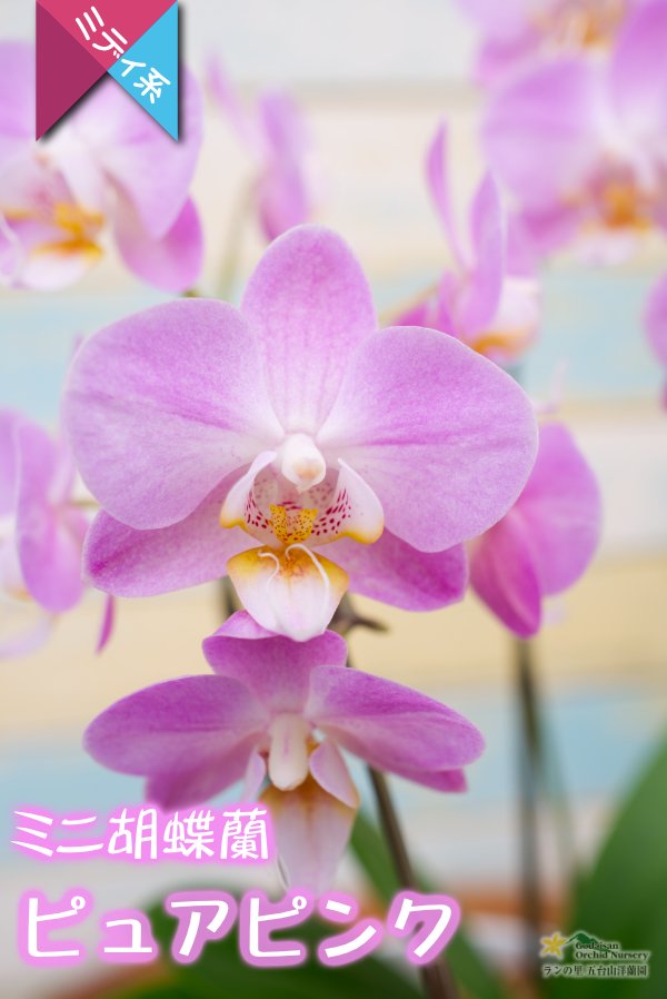 画像2: 【アウトレット】【まるで桜の花のような優しい雰囲気の胡蝶蘭】ミディ胡蝶蘭ピュアピンク (2)