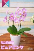 画像5: 【アウトレット】【まるで桜の花のような優しい雰囲気の胡蝶蘭】ミディ胡蝶蘭ピュアピンク (5)
