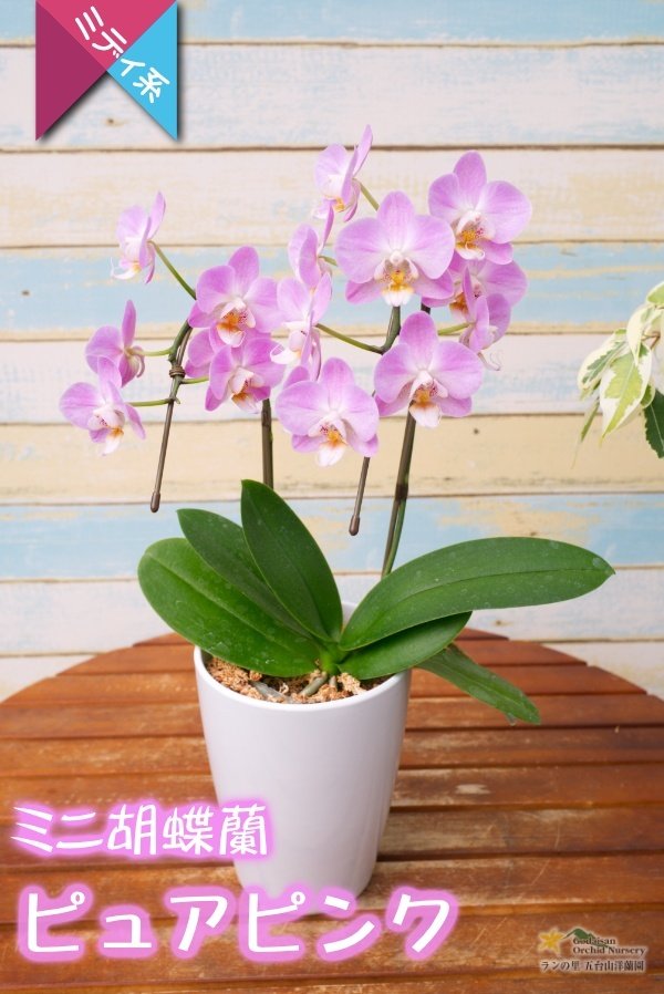 画像5: 【アウトレット】【まるで桜の花のような優しい雰囲気の胡蝶蘭】ミディ胡蝶蘭ピュアピンク (5)