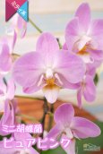 画像3: 【アウトレット】【まるで桜の花のような優しい雰囲気の胡蝶蘭】ミディ胡蝶蘭ピュアピンク (3)