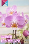画像4: 【アウトレット】【まるで桜の花のような優しい雰囲気の胡蝶蘭】ミディ胡蝶蘭ピュアピンク (4)