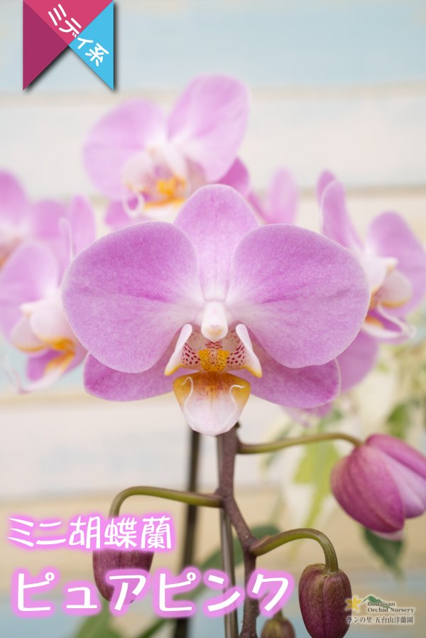 画像4: 【アウトレット】【まるで桜の花のような優しい雰囲気の胡蝶蘭】ミディ胡蝶蘭ピュアピンク (4)