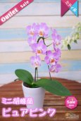 画像1: 【アウトレット】【まるで桜の花のような優しい雰囲気の胡蝶蘭】ミディ胡蝶蘭ピュアピンク (1)