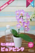 画像6: 【アウトレット】【まるで桜の花のような優しい雰囲気の胡蝶蘭】ミディ胡蝶蘭ピュアピンク (6)