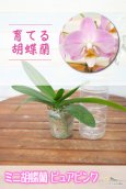 画像1: 【育てる胡蝶蘭♪】【まるで桜の花のような優しい雰囲気の胡蝶蘭】ミディ胡蝶蘭ピュアピンク (1)