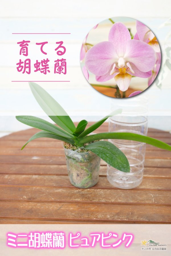 画像1: 【育てる胡蝶蘭♪】【まるで桜の花のような優しい雰囲気の胡蝶蘭】ミディ胡蝶蘭ピュアピンク (1)