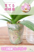 画像6: 【育てる胡蝶蘭♪】【まるで桜の花のような優しい雰囲気の胡蝶蘭】ミディ胡蝶蘭ピュアピンク (6)