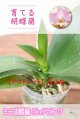 【アウトレット】開花済株（葉が中央から伸びている。花は付いておりません。ご注意下さい。）