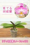 画像1: 【育てる胡蝶蘭♪】【アウトレット】【牡丹色のグラデーションが綺麗な花】ミディ胡蝶蘭スノーフォックス (1)