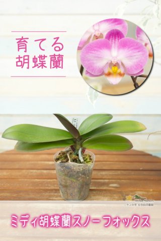 亜*紀様 【育成用株】　洋蘭　25ポット　胡蝶蘭　パフィオペディルム　カトレア 亜*紀様 【育成用株】 洋蘭 25ポット 胡蝶蘭 パフィオペディルム