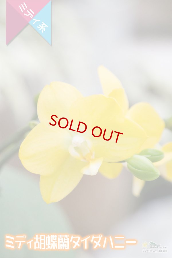 画像2: 【育てる胡蝶蘭♪】【元気がでる色彩カナリアイエローミディ胡蝶蘭】ミディ胡蝶蘭 タイダハニー (2)