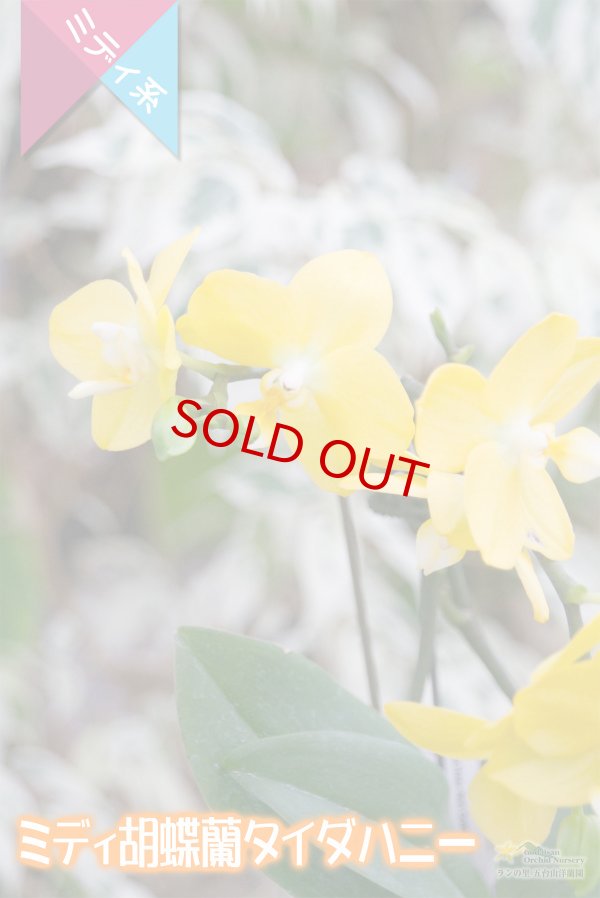 画像3: 【育てる胡蝶蘭♪】【元気がでる色彩カナリアイエローミディ胡蝶蘭】ミディ胡蝶蘭 タイダハニー (3)