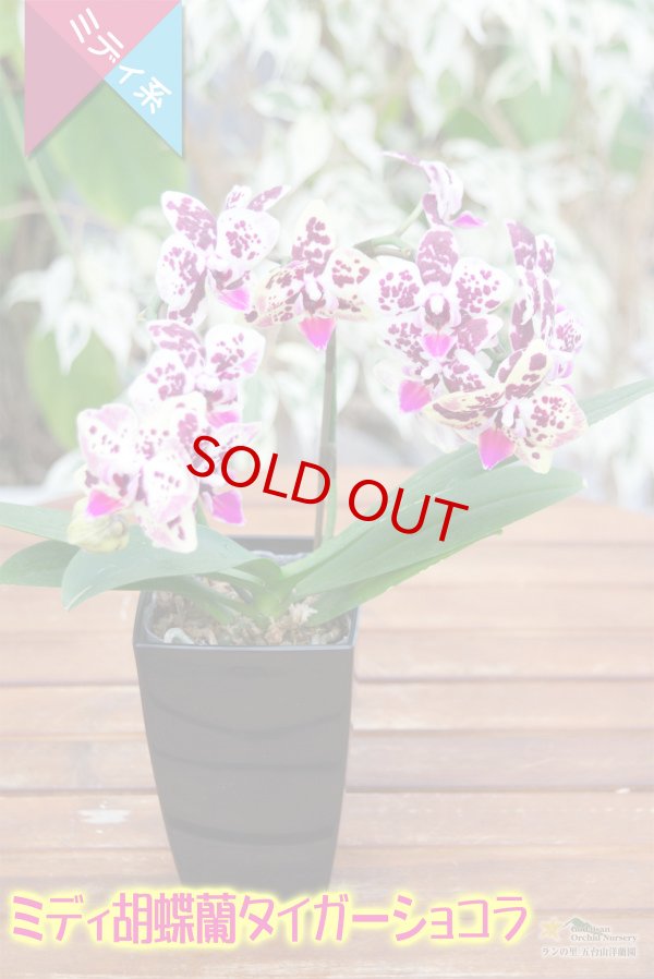 画像2: 【育てる胡蝶蘭♪】【複雑で濃厚な斑模様がそそるミディ胡蝶蘭】（交配種）ミディ胡蝶蘭　タイガーショコラ (2)