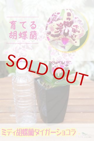 洋蘭専門店 ランの里 五台山洋蘭園胡蝶蘭（Phalaenopsis） (Page 1)