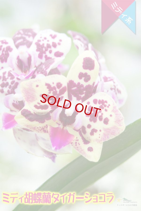 画像3: 【育てる胡蝶蘭♪】【複雑で濃厚な斑模様がそそるミディ胡蝶蘭】（交配種）ミディ胡蝶蘭　タイガーショコラ (3)