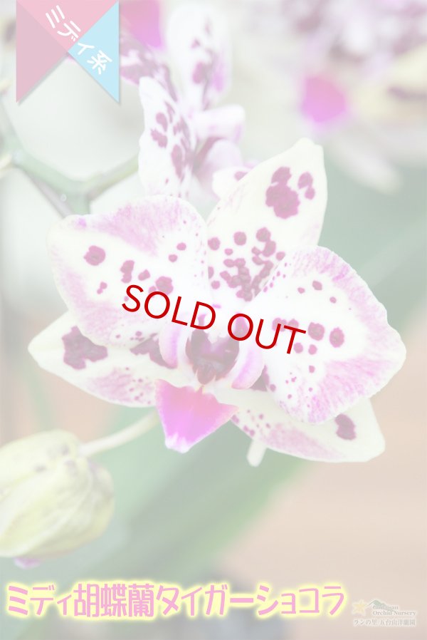 画像5: 【育てる胡蝶蘭♪】【複雑で濃厚な斑模様がそそるミディ胡蝶蘭】（交配種）ミディ胡蝶蘭　タイガーショコラ (5)
