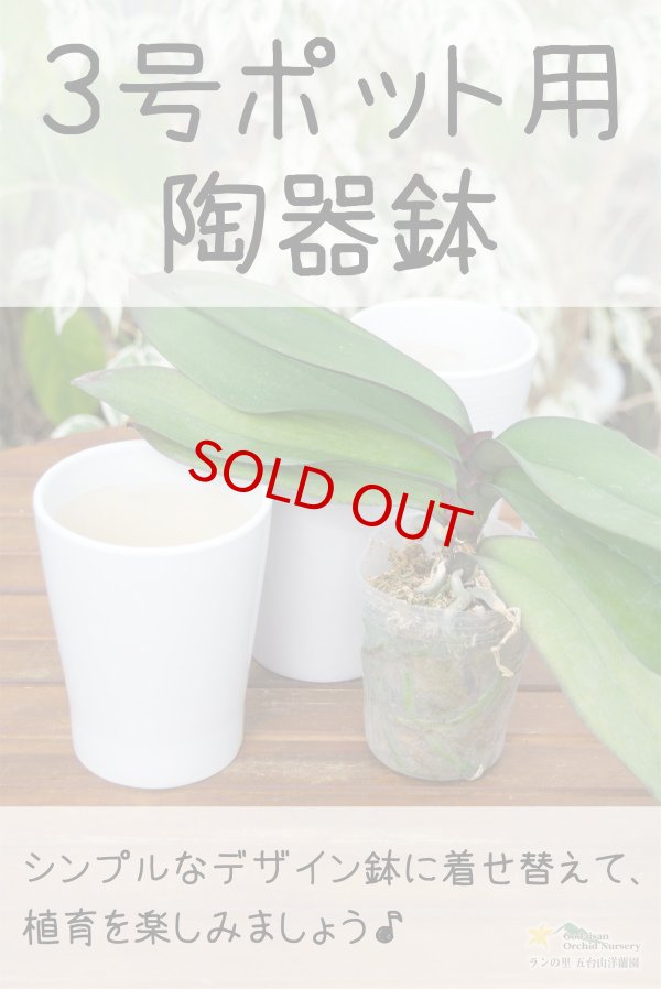 画像2: 【3号ポット用・陶器鉢♪】3号鉢(直径約9cm)対応のシンプルな陶器鉢に衣替え♪ (2)