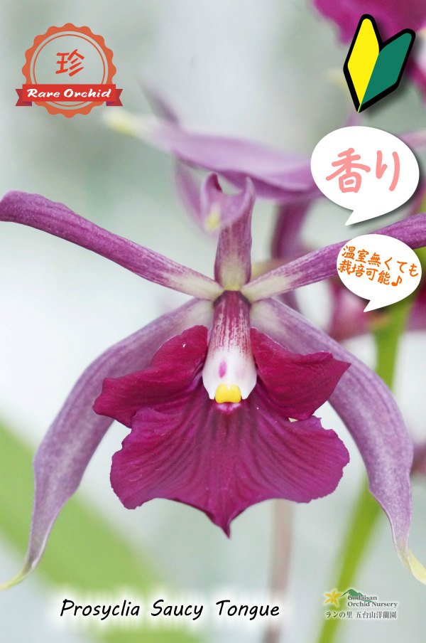 画像10: 【花持ちが良く甘い香りのするボルドー色のプロシクリア】Prosyclia Saucy Tongue （交配種・実生株）プロシクリア　ソーシータング (10)