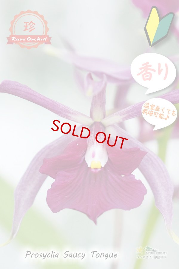 画像10: 【花持ちが良く甘い香りのするボルドー色のプロシクリア】Prosyclia Saucy Tongue （交配種・実生株）プロシクリア　ソーシータング (10)