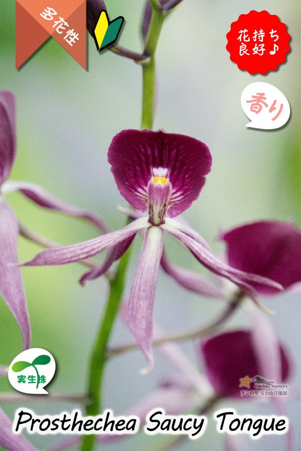 画像7: 【花持ちが良く甘い香りのするボルドー色のプロシクリア】Prosyclia Saucy Tongue （交配種・実生株）プロシクリア　ソーシータング (7)